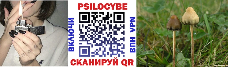 дарнет шоп маркетплейс состав omg рабочий сайт Галлюциногенные грибы Psilocybe Йошкар-Ола